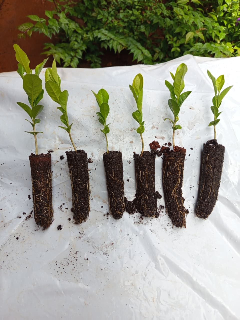 Mudas de Limãozinho Bravo com raízes saudáveis